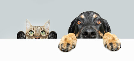 Banner dog and cat, two pets peeking over a blank hanging their paws over a board. Isolated on gray and white background with copy spaceの写真素材
