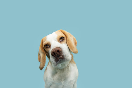 Portrait funny beagle puppy dog tilting head side. Isolated on blue pastel backgroundの写真素材