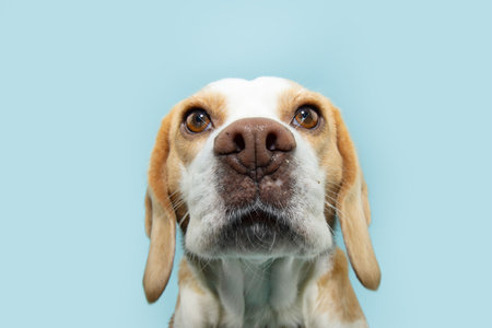 Portrait serious beagle puppy dog looking at camera. Isolated on blue pastel backgroundの写真素材