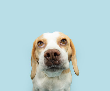 Portrait beagle puppy dog looking up with angry expression face. Isolated on blue solid pastel backgroundの写真素材