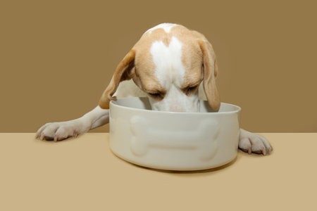 Portrait hungry beagle puppy dog eating with a white ceramic bowl with paws over a beige brown table. Isolated on brown backgroundの写真素材