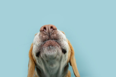 Funny portrait close-up nose and mouth beagle puppy dog smelling. Isolated on blue pastel backgroundの写真素材
