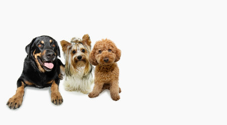 Banner three dogs pets sitting and looking at camera. Isolated on white background with copy spaceの写真素材