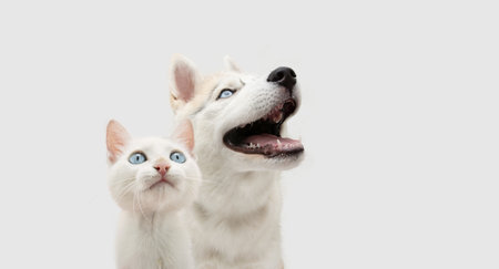 Portrait two pets. Cat and dog puppy looking up with blue eyes. Isolated on white or gray backgroundの写真素材