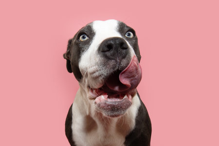 American staffordshire puppy dog eating and licking its lips with tongue. Isolated on pink background in summer or springtimeの写真素材