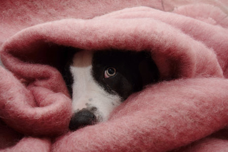 Portrait puppy dog wrapped with a warm blanket. Separation anxiety conceptの写真素材