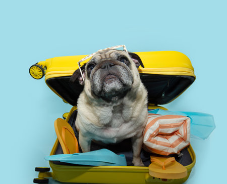 Dog traveling on holidays. Pug puppy inside of a yellow suitcase prepare to go on vacations in summer season. Isolated on blue pastel backgroundの写真素材