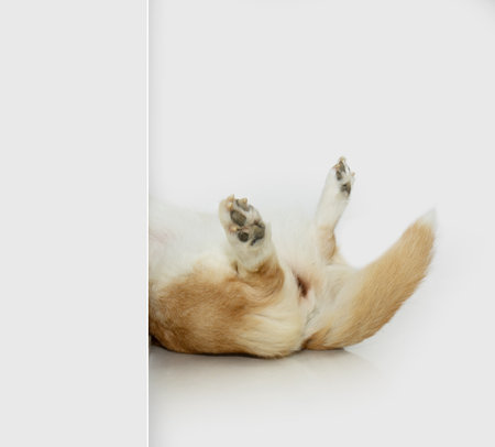 Female corgi puppy dog wags its tail, top view. The cycle of a female dog, puberty, and mating period. Pet shop and veterinarian for dogsの写真素材