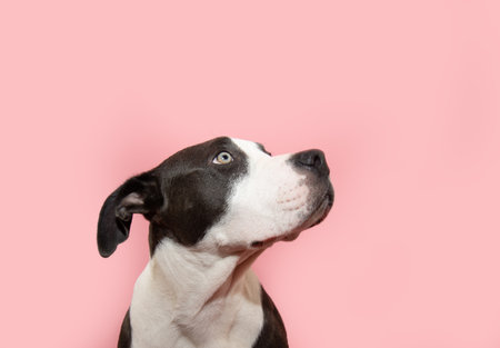 Concentrated American staffordshire dog looking away. Isolated on pink pastel background. Side view profileの写真素材
