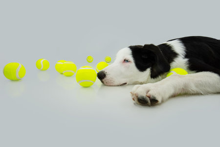 Portrait puppy dog playing with tennis ball with bored face expression. Isolated on white backgroundの写真素材