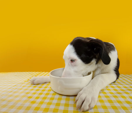 Puppy dog eating food with a ceramic bowl. Isolated on yellow backgroundの写真素材