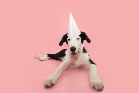 Funny puppy dog birthday or carnival. Dog wearing party hat lying down. Isolated on pink backgroundの写真素材