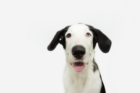 Portrait cute and happy puppy dog looking at camera with heterochromia. Isolated on white backgroundの写真素材
