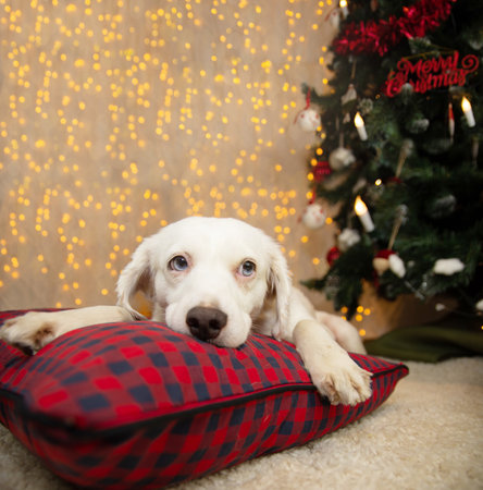 Puppy dog celebrating christmas next to a christmas tree and lights with cute expression faceの写真素材