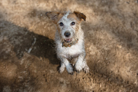 Dirty jack russell dog playing on sand and standing high legsの写真素材