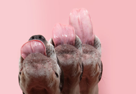 Banner American sttafordshire puppy dog licking its lips with tongue series. Isolated on pink pastel backgorundの写真素材