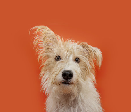 Portrait puppy fox terrier dog looking at camera with one ear up. Isolated on orange backgroundの写真素材