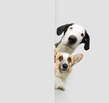 Banner pets. Two dogs border collie and Corgi puppy dog peeking from behind white or gray wall, curious and begging expressionの写真素材