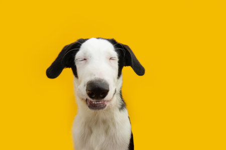 Portrait happy puppy dog smiling with closed eyes. Isolated on yellow background on summer or spring seasonの写真素材