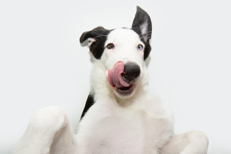 Funny selfie puppy dog eating and licking its lips with tongue. Isolated on white backgroundの写真素材