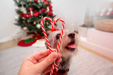 Yorkshire puppy dog celebrating Christmas with candy canes next to Christmas tree lightsの写真素材