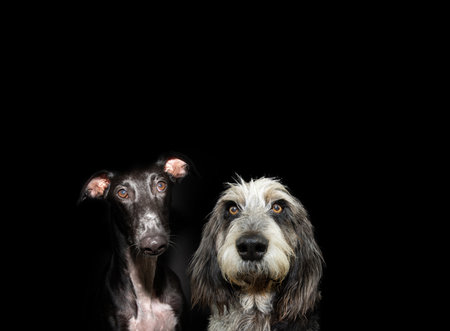 Portrait serious and attentive vizsla and greyhound puppy dog. Isolated on black dark backgroundの写真素材