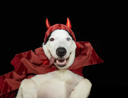 Funny portrait puppy dog celebrating halloween or carnival dressed as a devil. Isolated on black backgroundの写真素材