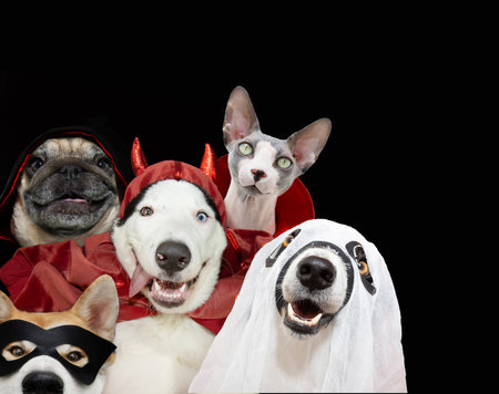 halloween or carnival banner. Funny portrait puppy dogs and cat dressed as a devil, vampire, ghost and hero. Isolated on black backgroundの写真素材
