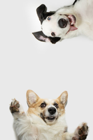 Dog frame. Funny corgi and border collie puppy dog with crazy and happy expression face posing and asking for a huge. Playful pet isolated on white background. Action movementの写真素材
