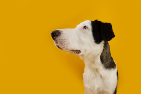 Profile puppy dog looking away begging and attentive expression face. Isolated on yellow backgroundの写真素材