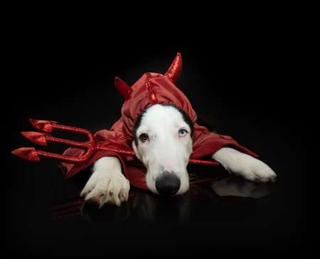 Portrait funny puppy dog celebrating halloween or carnival wearing a devil costume and lying down. with sad and boring expression face. Isolated on black backgroundの写真素材
