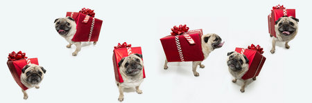 Christmas collage. Puppy pug dog dressed as a present or gift. Isolated on white backgroundの写真素材