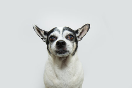 Portrait senior chihuahua dog looking at camera. Isolated on white backgroundの写真素材