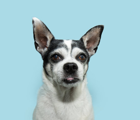 Portrait funny senior chihuhua dog looking at camera. Isolated on pastel blue backgroundの写真素材