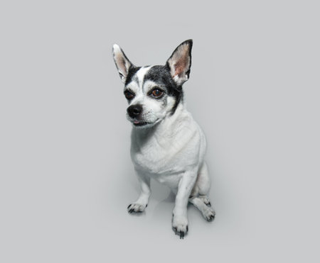 Portrait senior chihuhua dog with hip osteoarthritis. Isolated on white backgroundの写真素材
