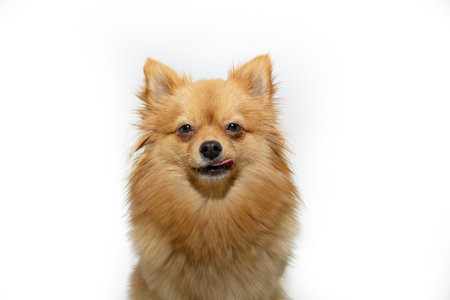 Portrait pomeranian puppy dog licking its lips with tongue. Isolated on white backgroundの写真素材