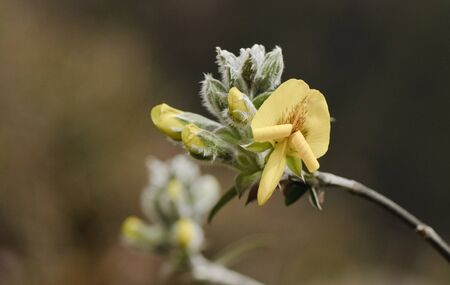 Piptanthus nepalensis  Evergreen laburnum  in North Sikkim, Indiaの写真素材