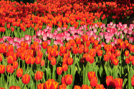 Colorful flowers tulips fieldの写真素材