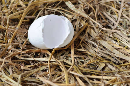 Cracked eggshell in a nest of hayの写真素材