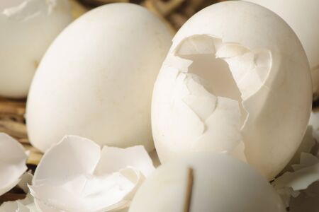 Cracked eggshell in a nest of hay