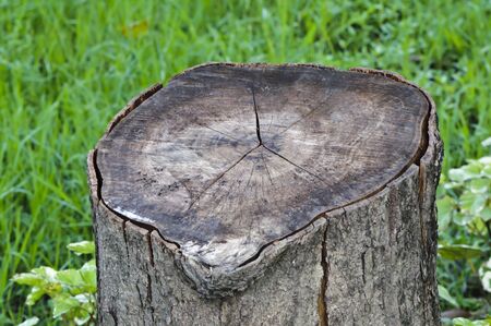 Wood logs in the forestの写真素材
