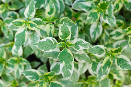 Pattern green leaves, selective focus