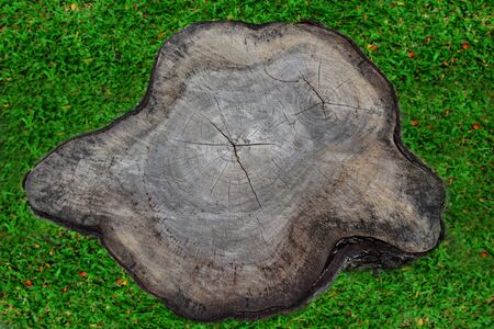 Log on the green grass, help the earth conceptの写真素材