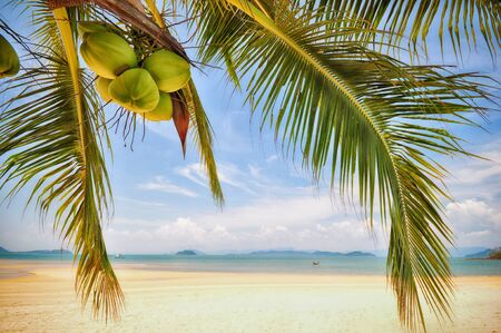 Coconut palm trees with coconuts on tropical beach background at Phayam island in Ranong province, Thailand. Happy summer holiday conceptの写真素材