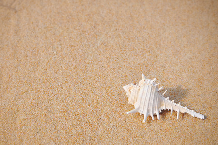 Shellfish on the sand beach background, happy holiday concept and decorative idea