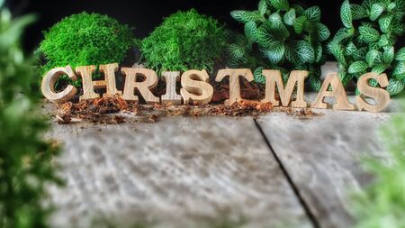 Word of Merry Christmas with plant on wooden background