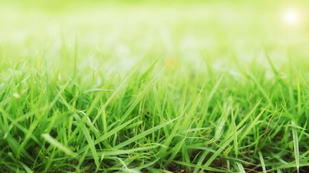Natural green grass background, soft focus ideaの写真素材