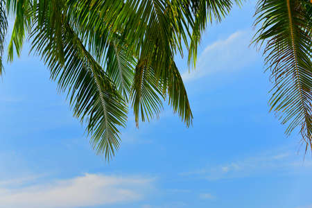 Coconut palm leaves on cloudy sky background, happy summer holiday conceptの写真素材