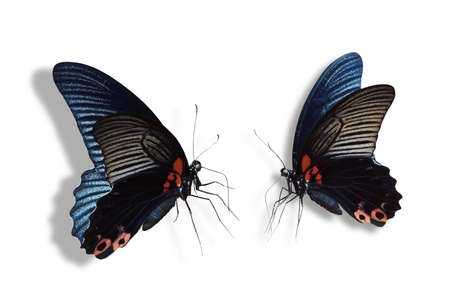 Butterfly on white backgroundの写真素材