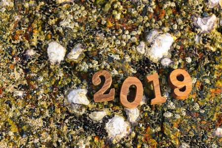 Wood number 2019 on coral on tropical beach background, happy new year concept and coral decorative...
